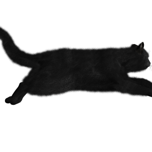 Cat PNG image