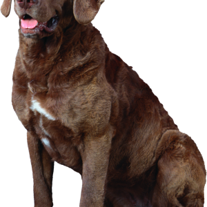 Dog PNG