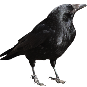 Raven PNG