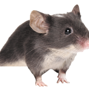 mouse, rat PNG image