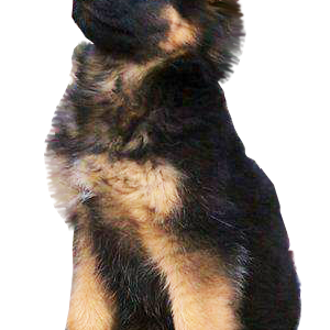 German Shepherd PNG
