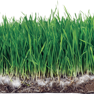Grass PNG
