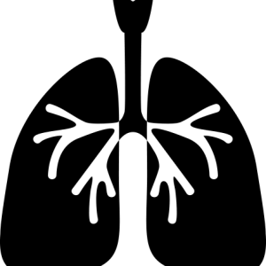 Lungs PNG