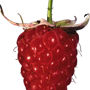 Rraspberry PNG image