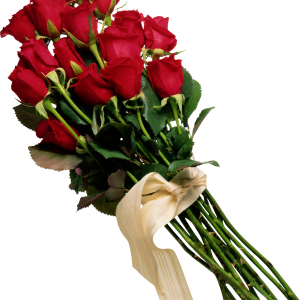 Rose PNG