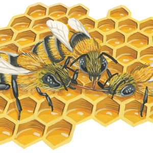 Bee PNG