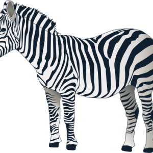 Zebra PNG image