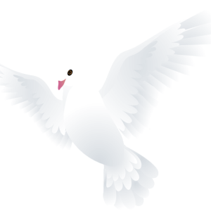 white dove pigeon PNG