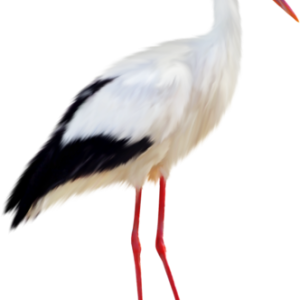 Stork PNG