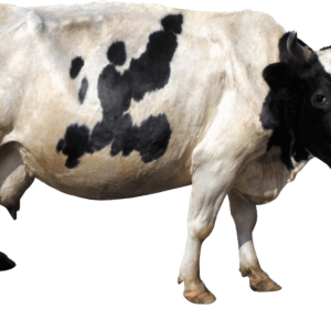 cow PNG