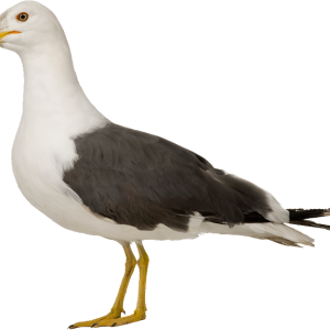 Gull PNG