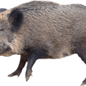 Boar PNG