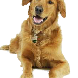 dog PNG image