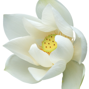Lotus flower PNG
