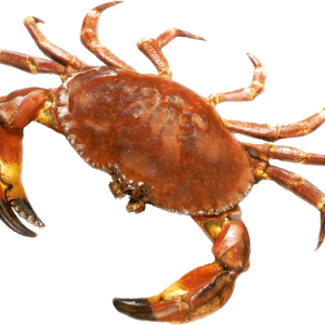 Crab PNG