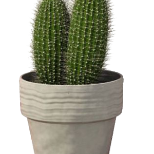 Cactus PNG image