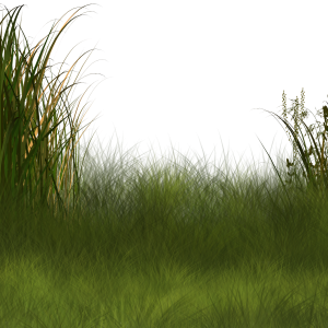 Grass PNG green