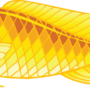 gold fish PNG image