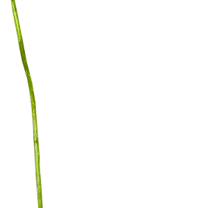 Poppy flower PNG