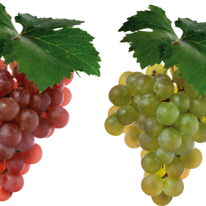 Grape PNG image