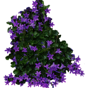 Bush PNG image