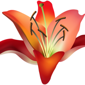 Lilium PNG