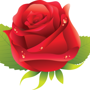 Rose PNG