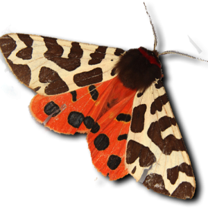 Moth PNG