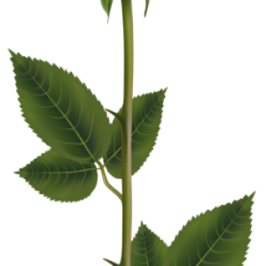 Rose PNG