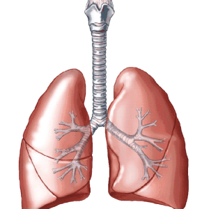 Lungs PNG