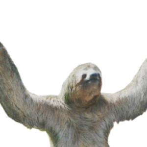 Sloth PNG