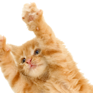 jumping cat PNG