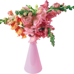 Vase PNG