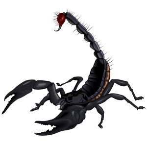 Scorpion PNG