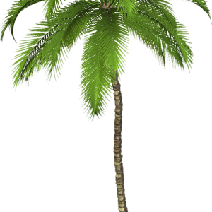 Palm tree PNG
