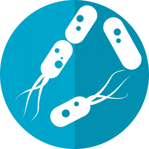 Bacteria PNG