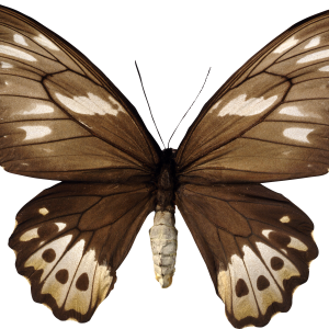 Butterfly PNG