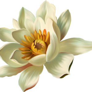 Lotus flower PNG