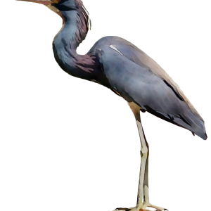 Heron PNG