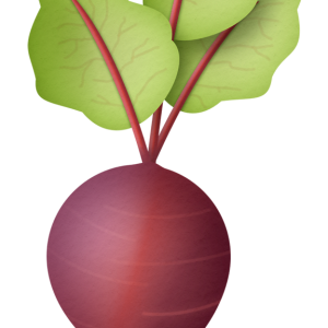 Radish PNG