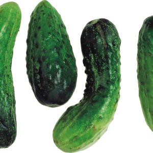 Four cucumber PNG