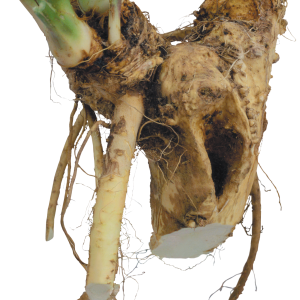 Horseradish PNG