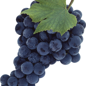 Grape PNG image