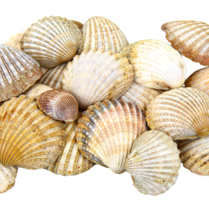Seashell PNG