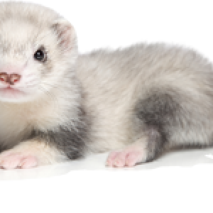 Ferret PNG