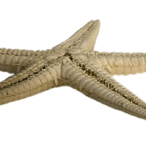 Starfish PNG