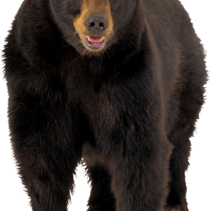brown bear PNG image