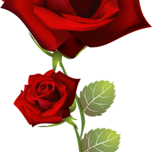 Rose PNG