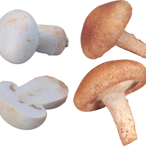 Mushroom PNG image