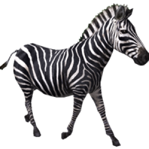 Zebra PNG image